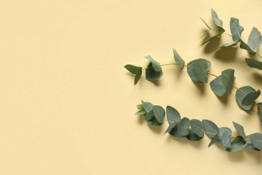 Sarı arkaplanda yeşil okaliptüs dalları