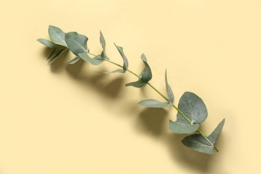 Sarı arkaplanda yeşil okaliptüs dalı