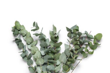 Beyaz zemin üzerinde birçok yeşil okaliptüs dalları