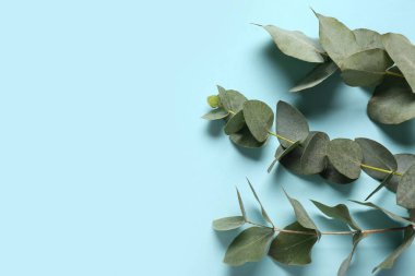 Mavi arkaplanda yeşil okaliptüs dalları