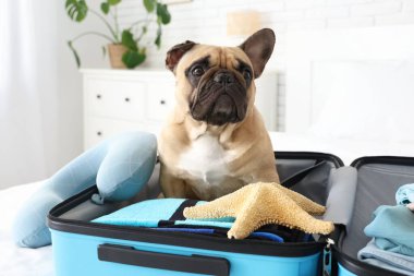 Evde gezici aksesuarlarla bavulda oturan sevimli Fransız bulldog, yakın plan.