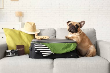 Evdeki kanepede oturan bavullu ve gezici aksesuarlı sevimli Fransız bulldog.