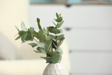 Odanın içinde okaliptüs dalları olan vazo, yakın plan.