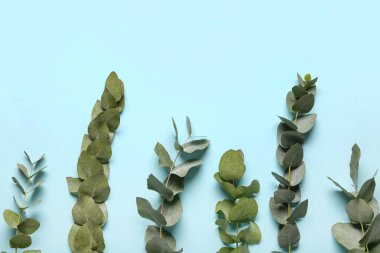 Mavi arka planda birçok yeşil okaliptüs dalları