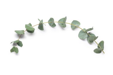 Beyaz zemin üzerine yeşil okaliptüs şube