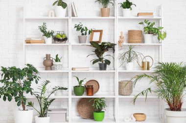 Kitaplı raflar, fotoğraf çerçevesi ve beyaz duvarın yanındaki ev bitkileri, yakın plan.