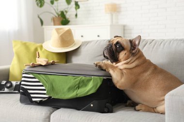 Evdeki kanepede oturan bavullu ve gezici aksesuarlı sevimli Fransız bulldog.