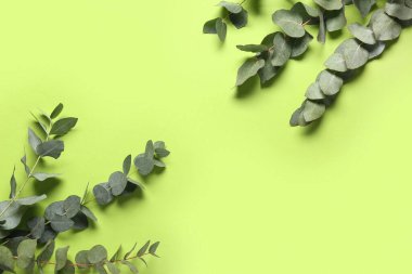 Renk arkaplanına yeşil okaliptüs dalları