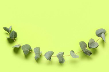 Yeşil okaliptüs şube renk arka plan üzerinde