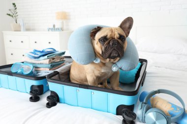 Evde seyahat aksesuarları ve bavulu olan sevimli Fransız bulldog 'u.
