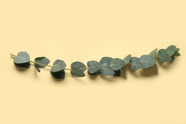 Sarı arkaplanda yeşil okaliptüs dalı