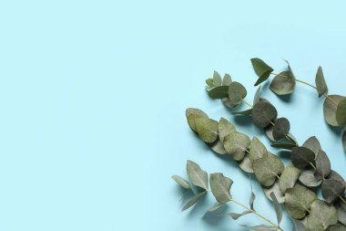 Mavi arkaplanda yeşil okaliptüs dalları