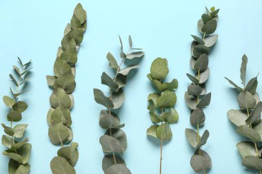 Mavi arka planda birçok yeşil okaliptüs dalları