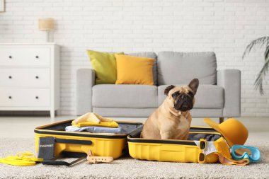 Evde gezici aksesuarlarla bavulda oturan sevimli Fransız bulldog.