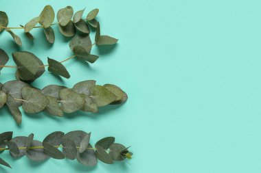 Turkuaz arka planda yeşil okaliptüs dalları