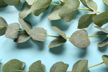 Mavi arkaplanda yeşil okaliptüs dalları, yakın plan