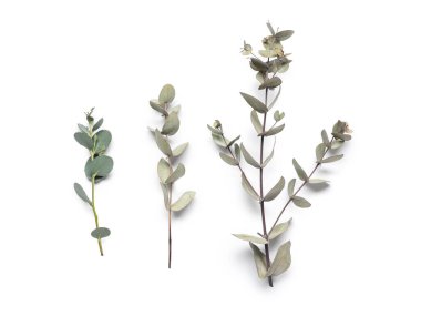 Beyaz arkaplanda yeşil okaliptüs dalları