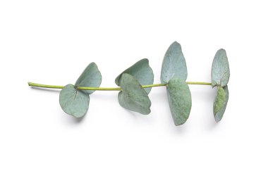 Beyaz zemin üzerine yeşil okaliptüs şube