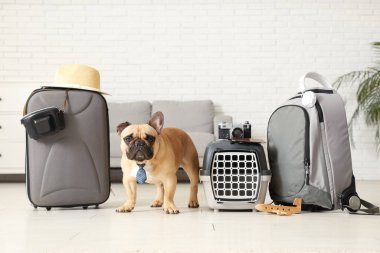 Evde kravatlı, evcil hayvan taşıyıcısı, seyahat aksesuarları ve bavulu olan sevimli bir Fransız bulldog.