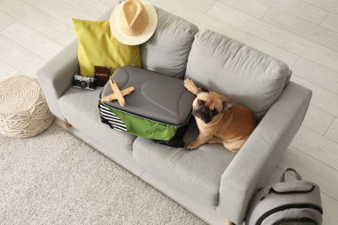 Evdeki kanepede oturan bavullu ve gezici aksesuarlı sevimli Fransız bulldog.