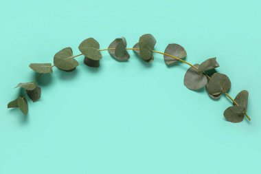 Turkuaz arka planda yeşil okaliptüs dalı