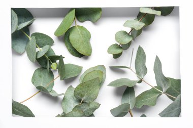 Beyaz zemin üzerinde yeşil okaliptüs dalları olan kağıt çerçeve