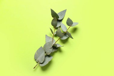 Yeşil okaliptüs şube renk arka plan üzerinde