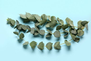 Mavi arkaplanda yeşil okaliptüs dalları