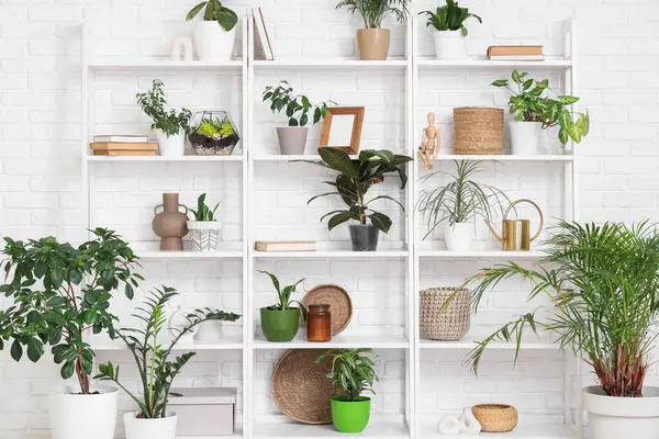 Kitaplı raflar, fotoğraf çerçevesi ve beyaz duvarın yanındaki ev bitkileri, yakın plan.