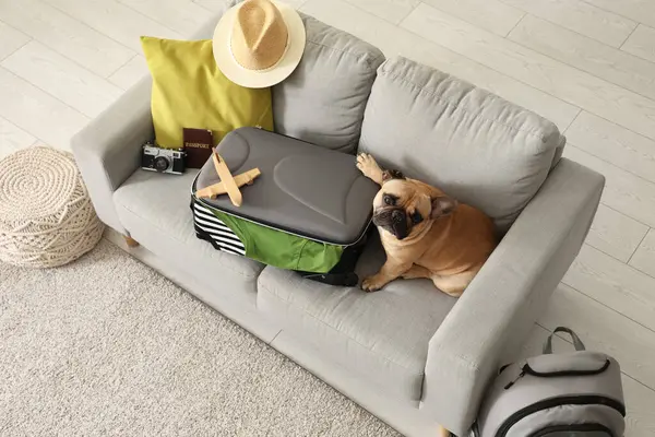 Evdeki kanepede oturan bavullu ve gezici aksesuarlı sevimli Fransız bulldog.