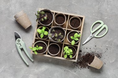 Arka planda fesleğen, toprak ve secateurs olan turba saksıları