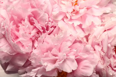 Arka plan olarak güzel pembe şakayık çiçekleri, yakın plan