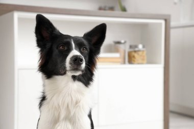 Mutfakta şirin bir Border Collie köpeği, yakın plan.