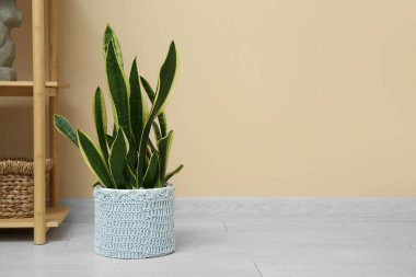 Hasır kaptaki güzel sansevieria bitkisi bej duvarın yanında.