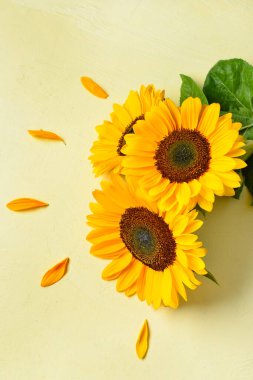 Açık yeşil arka planda güzel ayçiçekleri ve taç yaprakları