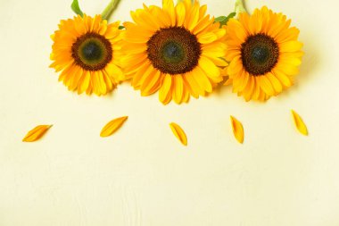 Açık arkaplanda güzel ayçiçekleri ve taç yaprakları