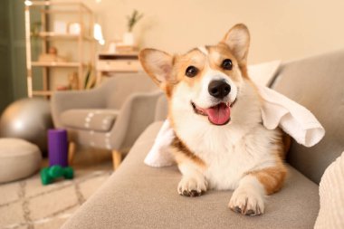 Evdeki kanepede uzanmış havluyla şirin Corgi köpeği, yakın plan.