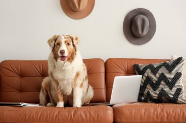 Oturma odasındaki kahverengi kanepede dizüstü bilgisayarı olan şirin Avustralya çoban köpeği.