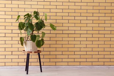 Canavar fabrikası tuğla duvarın yanındaki masada.