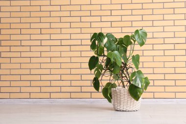 Canavar fabrikası tuğla duvarın yanında.