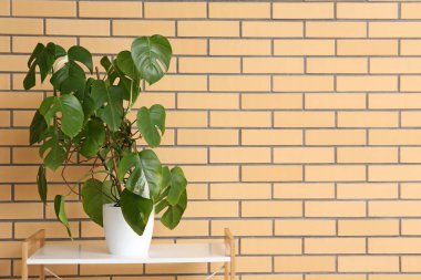 Canavar bitkisi tuğla duvarın yanındaki rafta.