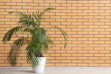 Tuğla duvarın yanındaki palmiye fabrikası