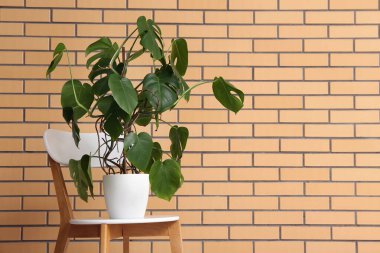 Canavar bitkisi tuğla duvarın yanındaki sandalyede.