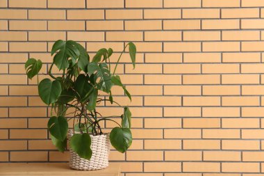 Canavar bitkisi tuğla duvarın yanındaki rafta.