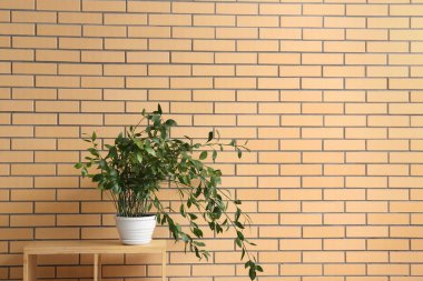 Tuğla duvarın yanındaki rafta yeşil bitki