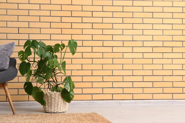 Odadaki tuğla duvarın yanındaki canavar bitkisi.