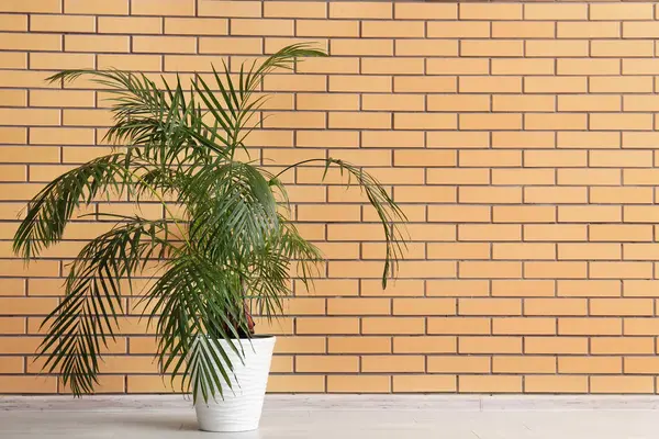 Tuğla duvarın yanındaki palmiye fabrikası