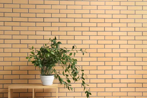 Tuğla duvarın yanındaki rafta yeşil bitki