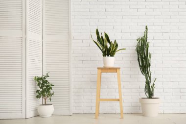 Büyük kaktüsler ve beyaz tuğla duvarın yanında sandalyeli ev bitkileri.