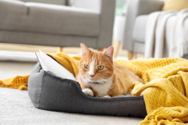 Evcil hayvan yatağında yatan sevimli kedi.